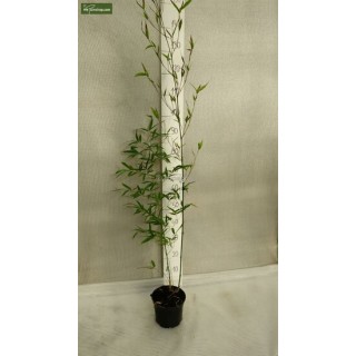 Phyllostachys aureosulcata Aureocaulis - hauteur totale 100+cm - pot 5 ltr