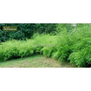 Fargesia rufa - hauteur totale 40-70 cm - pot 2 ltr