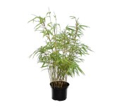 Fargesia rufa - hauteur totale 40-70 cm - pot 2 ltr