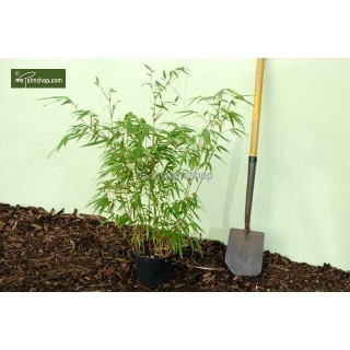 Fargesia rufa - pot 5 ltr