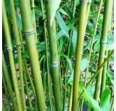 Phyllostachys bissetii - hauteur totale 180+ cm - pot 5 ltr