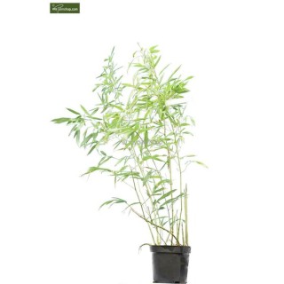 Phyllostachys bissetii - hauteur totale 180+ cm - pot 5 ltr