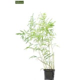 Phyllostachys bissetii - hauteur totale 180+ cm - pot 5 ltr