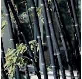 Phyllostachys nigra - pot 5 ltr