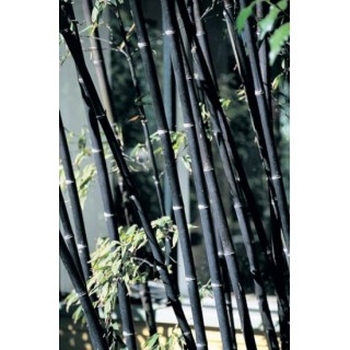 Phyllostachys nigra - pot 5 ltr