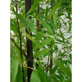 Phyllostachys nigra - pot 5 ltr