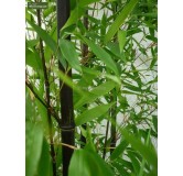 Phyllostachys nigra - pot 5 ltr