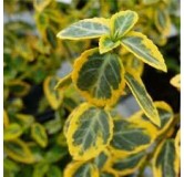 Euonymus fortunei Emerald 'n Gold - pot 0,5 ltr