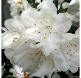 Rhododendron Cunningham's White - hauteur totale 50-60 - pot 5 ltr