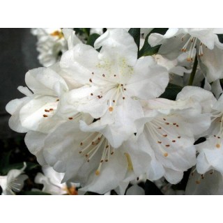 Rhododendron Cunningham's White - hauteur totale 50-60 - pot 5 ltr