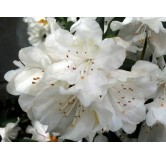 Rhododendron Cunningham's White - hauteur totale 50-60 - pot 5 ltr