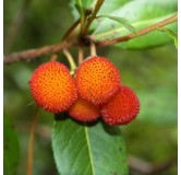 Arbutus unedo - totale hoogte 60-80 cm -  pot 3 Ltr