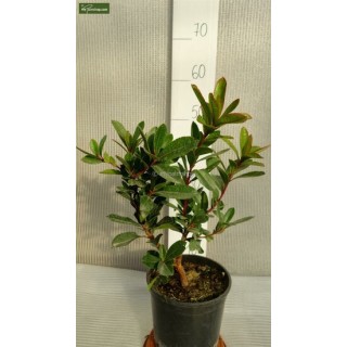 Arbutus unedo - totale hoogte 60-80 cm -  pot 3 Ltr