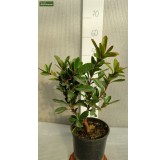 Arbutus unedo - totale hoogte 60-80 cm -  pot 3 Ltr