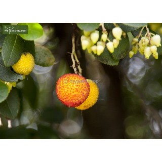 Arbutus unedo - totale hoogte 60-80 cm -  pot 3 Ltr