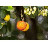 Arbutus unedo - totale hoogte 60-80 cm -  pot 3 Ltr