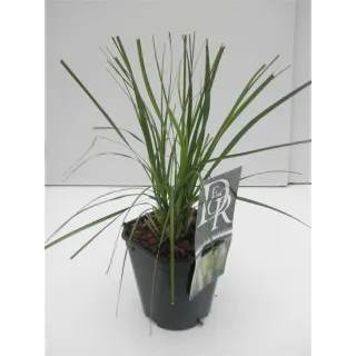 Cortaderia selloana Pumila - hauteur totale 40-50 cm - pot 2 ltr