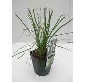 Cortaderia selloana Pumila - hauteur totale 40-50 cm - pot 2 ltr