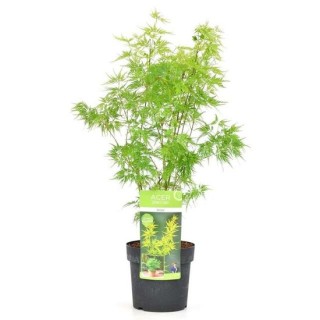 Acer palmatum Seiryu - hauteur totale 50-60 cm - pot 3 ltr