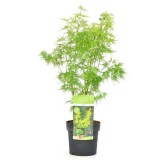 Acer palmatum Seiryu - hauteur totale 50-60 cm - pot 3 ltr