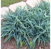 Carex laxiculmis Bunny Blue - hauteur totale 40-50 cm - pot 2 ltr