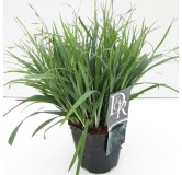 Carex laxiculmis Bunny Blue - hauteur totale 40-50 cm - pot 2 ltr