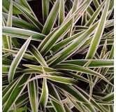 Carex morrowii Ice Dance - hauter totale 40-50 cm - pot 2 ltr