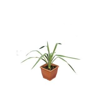 Yucca filamentosa Bright Edge - pot 14 x 14 cm