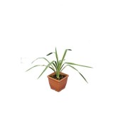 Yucca filamentosa Bright Edge - pot 14 x 14 cm