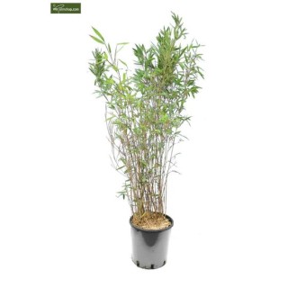 Fargesia Winter Joy - hauteur totale 120-150 cm - pot 10 ltr