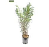 Fargesia Winter Joy - hauteur totale 120-150 cm - pot 10 ltr