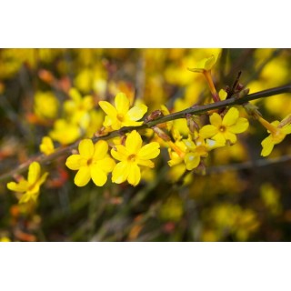 Jasminum nudiflorum 2 ltr