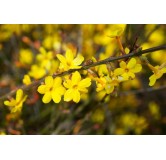 Jasminum nudiflorum 2 ltr