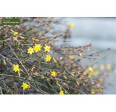 Jasminum nudiflorum 2 ltr