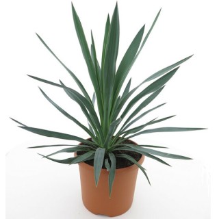 Yucca gloriosa - hauteur totale 60-80 cm - pot Ø 26 cm