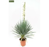 Yucca gloriosa - hauteur totale 60-80 cm - pot Ø 26 cm