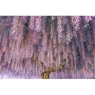 Wisteria sinensis Hauteur totale 160+ cm - 3 ltr pot