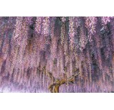 Wisteria sinensis Hauteur totale 160+ cm - 3 ltr pot