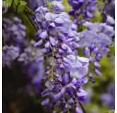 Wisteria sinensis Hauteur totale 160+ cm - 3 ltr pot