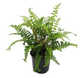 Dryopteris affinis Cristata the King - pot 1,7 ltr