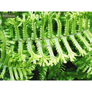 Dryopteris affinis Cristata the King - pot 1,7 ltr