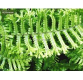 Dryopteris affinis Cristata the King - pot 1,7 ltr