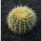 Echinocactus grusonii - pot Ø 25 cm