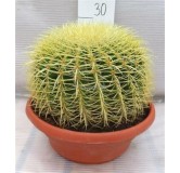 Echinocactus grusonii - pot Ø 25 cm