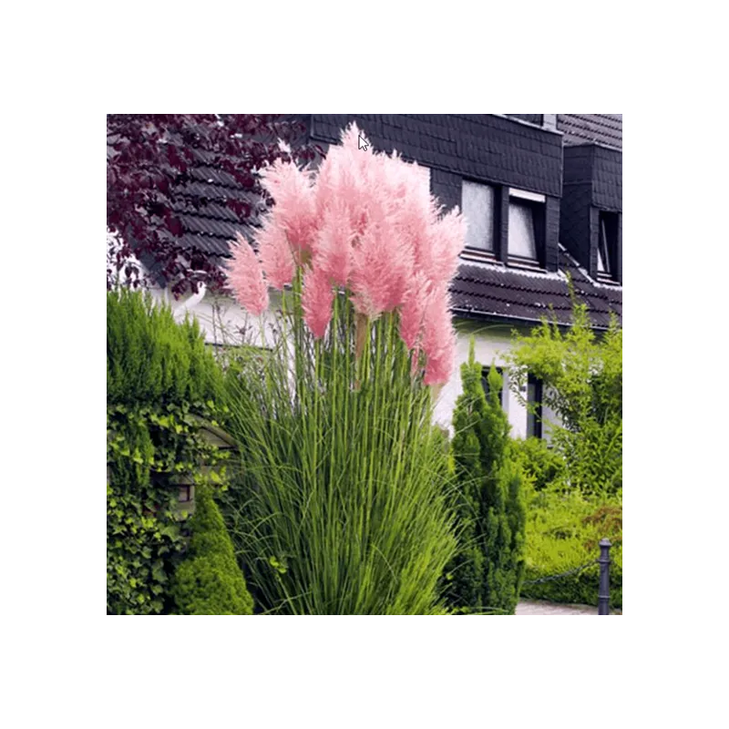 Cortaderia selloana Rosea - hauteur totale 30-50 cm - pot 2 ltr