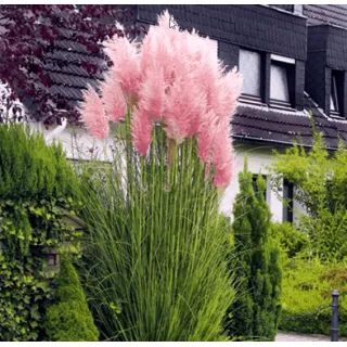 Cortaderia selloana Rosea - hauteur totale 30-50 cm - pot 2 ltr