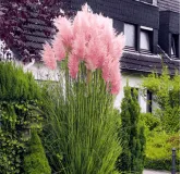 Cortaderia selloana Rosea - hauteur totale 30-50 cm - pot 2 ltr