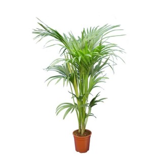 Howea forsteriana - hauteur totale 160-180 cm - pot Ø 24 cm