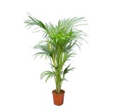 Howea forsteriana - hauteur totale 160-180 cm - pot Ø 24 cm