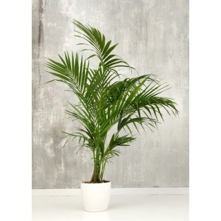 Howea forsteriana - hauteur totale 160-180 cm - pot Ø 24 cm